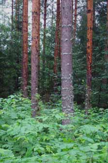 Muhos, Leppiniemi Suomen tunnetuin puutuhkakoe Lannoitus koivupuun tuhkalla vuonna 1947 Puuston kokonaistuotos (m3/ha) vuonna 2007 eli 60 vuoden jälkeen Vertailu (0)