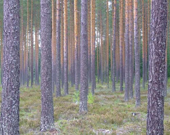 Yhteismetsän muodostamistoimitus Vaiheet: 1. Ratkaistaan, voiko yhteismetsän perustaa 2. Päätetään, mistä alueista (kokonaiset kiinteistöt ja määräalat) yhteismetsä muodostetaan 3.