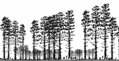 Lyhytkorsiräme Varputurvekangas II Keidasräme, rahkaräme Jäkäläturvekangas Kolmannes metsätaloudellisesti kannattamattomista ojitusalueista on metsämaaksi luokiteltavaa (kasvu >1m 3 /ha/v)