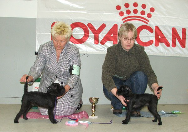 SUOMEN GRIFFONYHDISTYS RY OPEN SHOW 7.2.2009 LAHTI UROKSET PENTULUOKKA 5-7 KK TUOMARI JOHAN J.