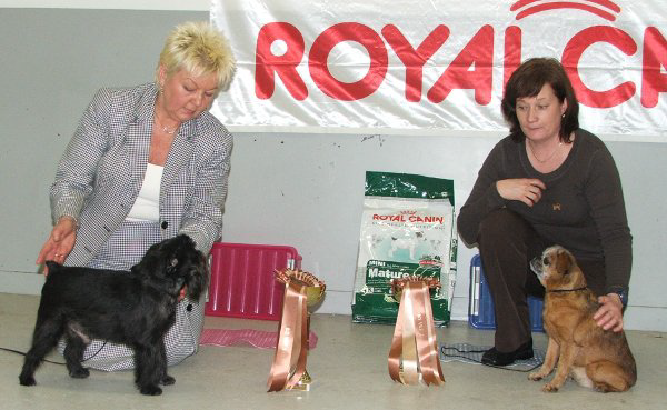 BIS-1 KASVATTAJA: Kennel Huvikummun