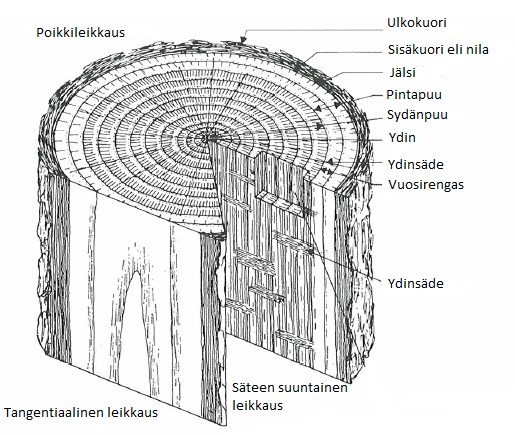 Kuva 1. Puun rakenne, suomennettu. [7] Puun ydin koostuu pehmeästä, kuolleesta solukosta, joka on erittäin uuteainepitoista.