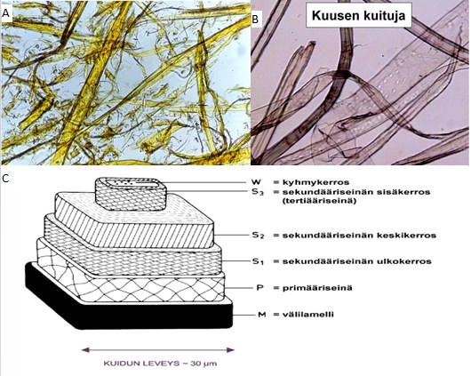 1-6 mm pitkiä, mutta suurin osa on pituudeltaan noin 3 mm. Trakeideja ja solun rakennetta on esitelty kuvassa 2. [7,12] Kuva 2. Kuitujen ominaisuuksia. A: Hiokekuitujen sitoutuminen massassa.