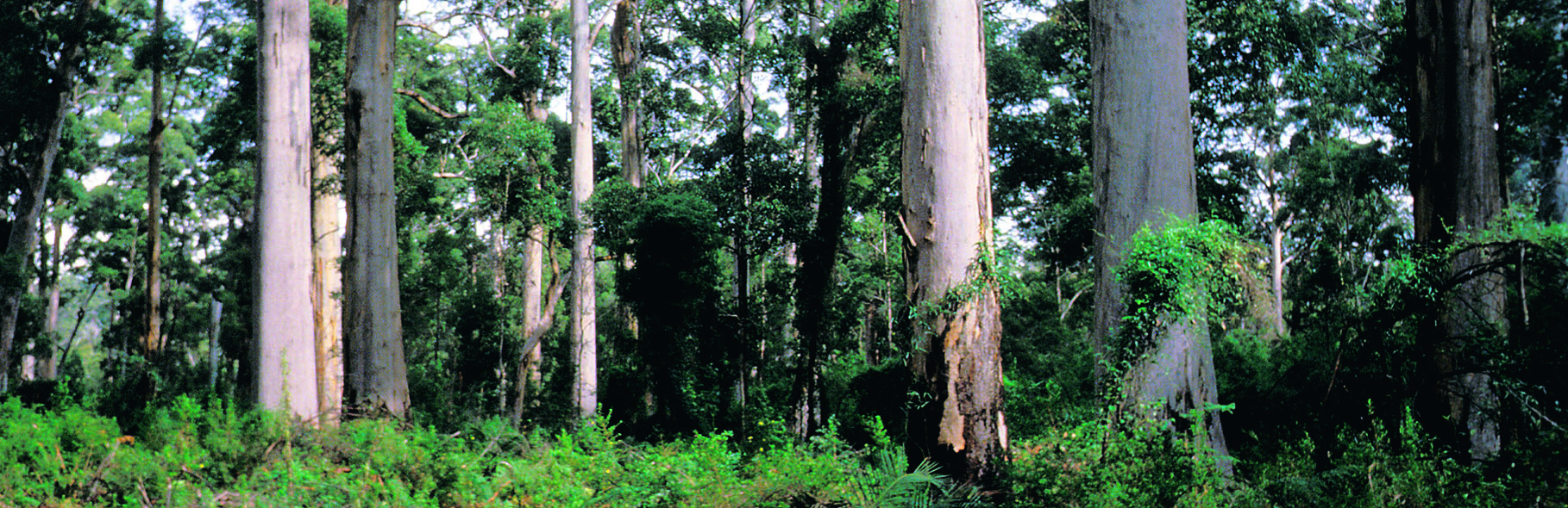 12 KANSAINVÄLISIÄ METSÄTILASTOJA Maapallolla on metsää 3,9 miljardia hehtaaria eli noin 0,7 hehtaaria asukasta kohden. Puuta metsissä kasvaa yhteensä 386 miljardia kiintokuutiometriä.