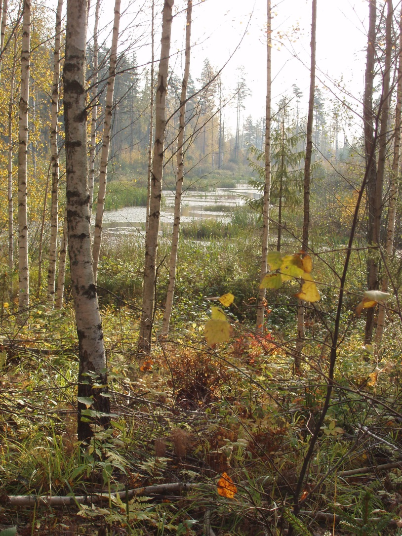 Sarsalanojan latvaosan valuma alueella sijaitsevien kahden peltovaltaisen valuma alueen Linkinojan ja Noormarkinojan yhtymäkohtaan, Klenkon kosteikon (kuva 13) alapäähän, asennetaan jatkuvatoiminen