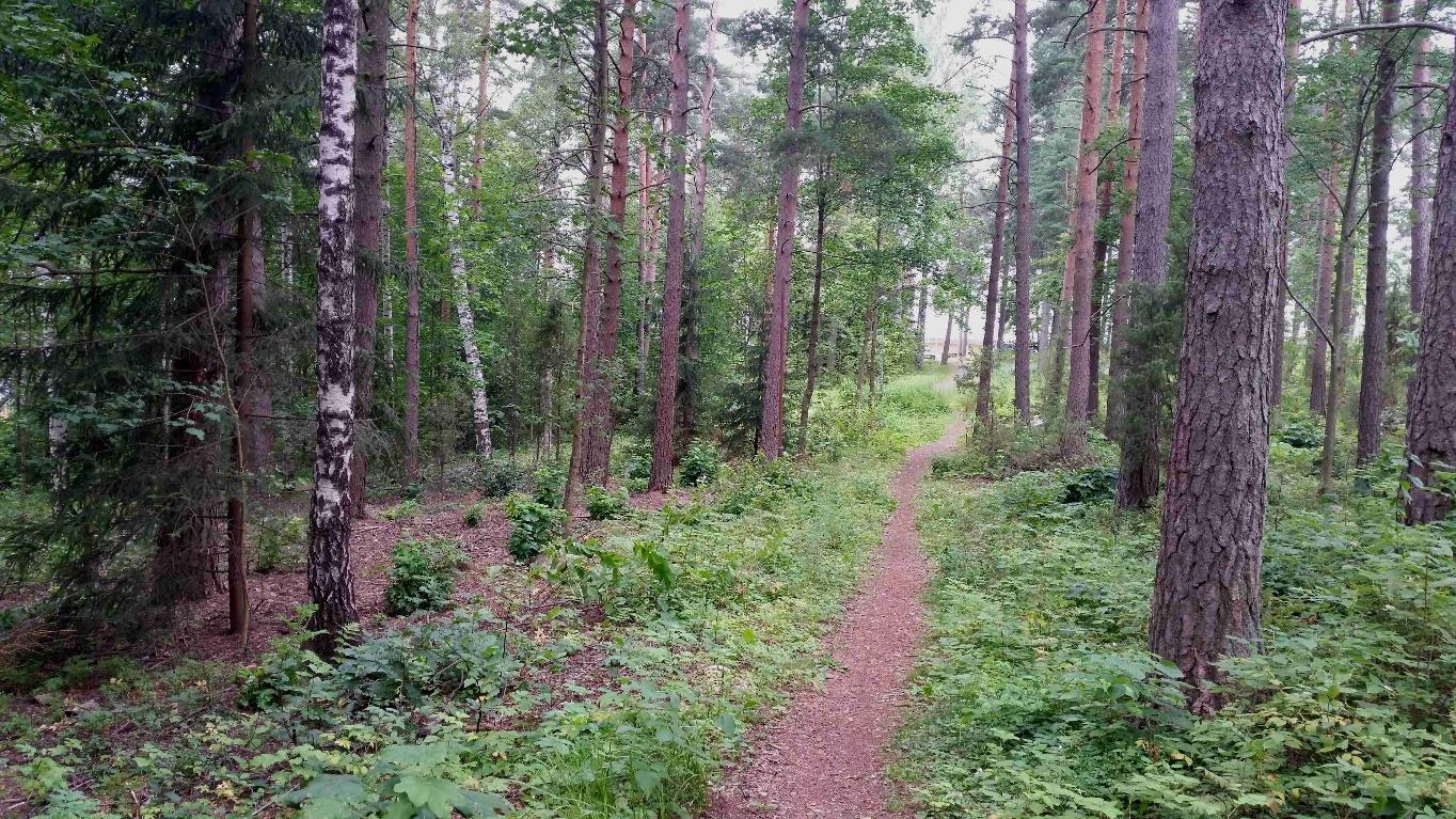 Nurmijärven Toreeninkulman asemakaavamuutoksen luontoselvitys Osa-alue 1 Rakennusten välisessä metsikössä kasvaa harvahkoa vanhaa männikköä. Puustossa on lisäksi nuorta vaahteraa, pihlajaa ja tuomea.