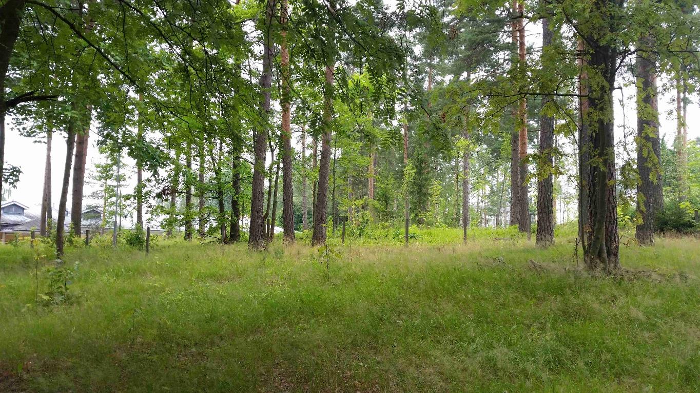 Nurmijärven Toreeninkulman asemakaavamuutoksen luontoselvitys Kuva 4. Heinikkoista männikköä osa-alue 2:n länsiosassa.