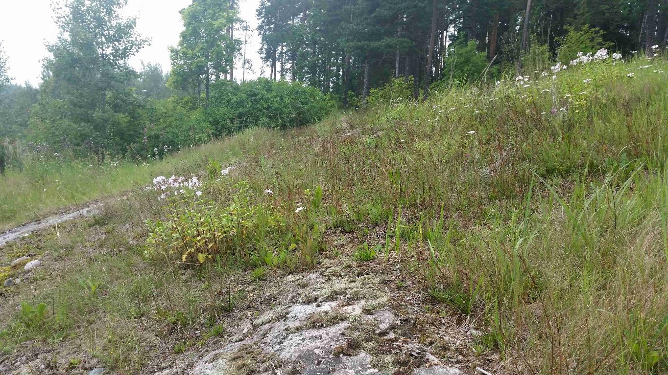 Nurmijärven Toreeninkulman asemakaavamuutoksen luontoselvitys hietakastikkaa, piennarmataraa, pukinpartaa, ahopukinjuurta, tarhatyräkkiä, suopayrttiä, ketoneilikkaa ja keltakannusruohoa (kuva 5).