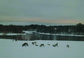 vain paikoitellen, koska jokivarsi on pahoin vesakoitunut ja puusto on ehtinyt kasvaa joen rannoille.