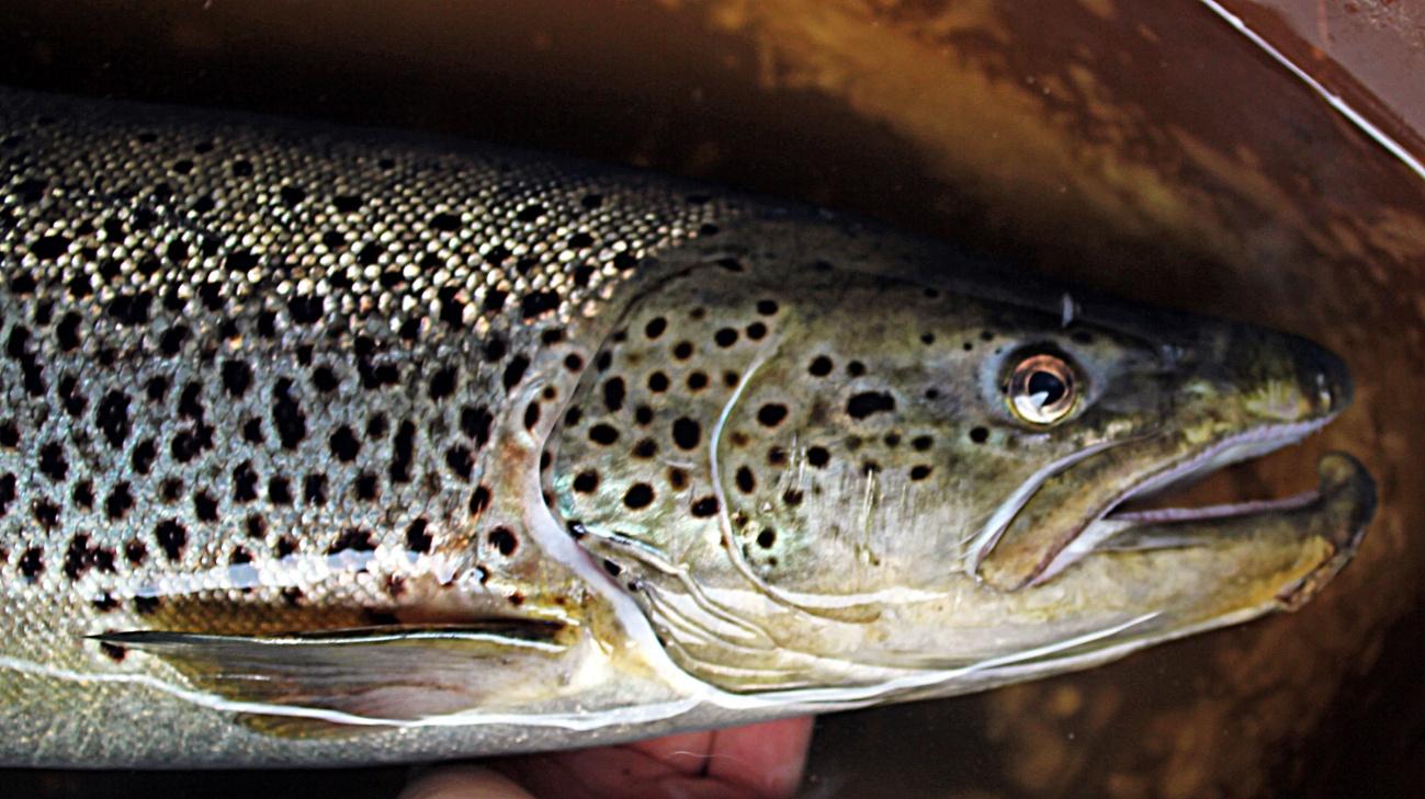 9 Kuoriuduttuaan keväällä Oulangan taimenet viettävät kotijoessaan 2 5 vuotta, minkä jälkeen ne vaeltavat kevättulvan mukana Paanajärven tai Pääjärven kasvualueille.