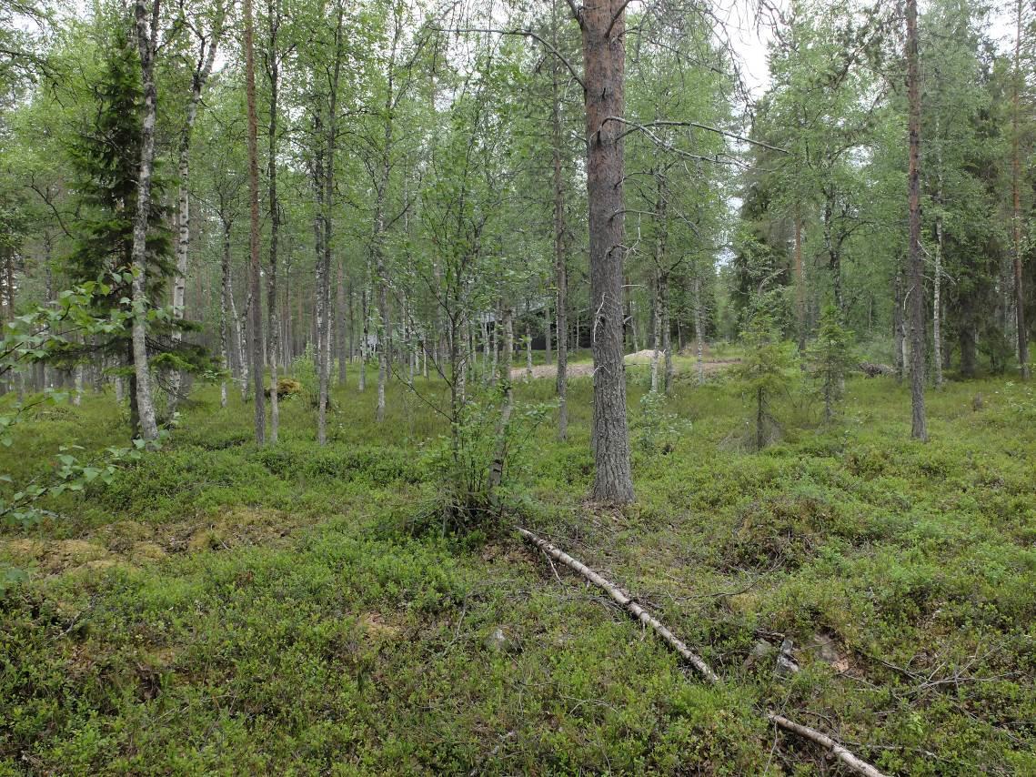 KITKANMUTKAN RANTA-ASEMAKAAVA 6 ************************** 3. LÄHTÖKOHDAT 3.1 