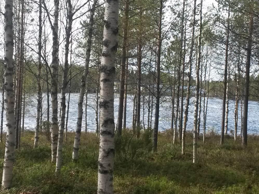 KITKANMUTKAN RANTA-ASEMAKAAVA 7 ************************** Kuva 3 Kaava-alue idästä kuvattuna Vesistö on kirkas ja puhdasvetinen.