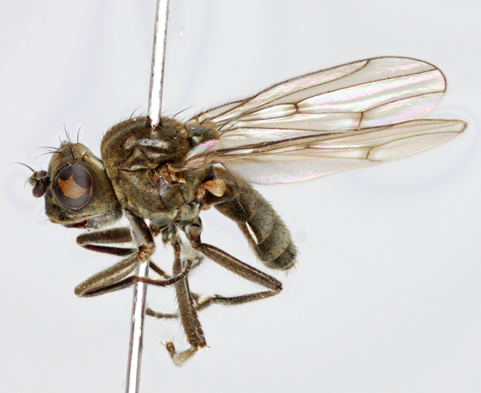 66 Sahlbergia 19.1-2 (2013), 63-71 AGROMYZIDAE Amauromyza monfalconensis (Strobl, 1909). Lajin esiintymisestä Suomessa on aikaisemmin oltu epävarmoja (Spencer 1976).