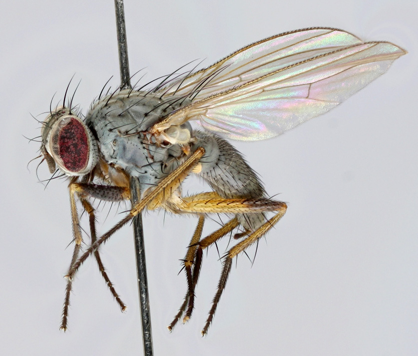 67 Opomyza lineatopunctata von Roser, 1840. Laajalle levinnyt mutta varsin paikoittainen. Vain kunkin kunnan 1. havainto on mainittu. Finland 1 Al: Eckerö, Ekbol (67060: 30924), 5.vii. 2. viii.