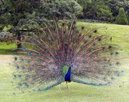 Signal evolution Koiraan ornamentti indikaattori koiraan laadusta Proposed stages in the evolution of a communication function The transition to bilateral benefit if there is a selective benefit to