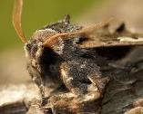 Costs of chemical signalling Costs of chemical signalling Low metabolic cost compared with that of other signals the lifetime cost to a male boll weevil beetle (Anthonomus grandis) to produce sex