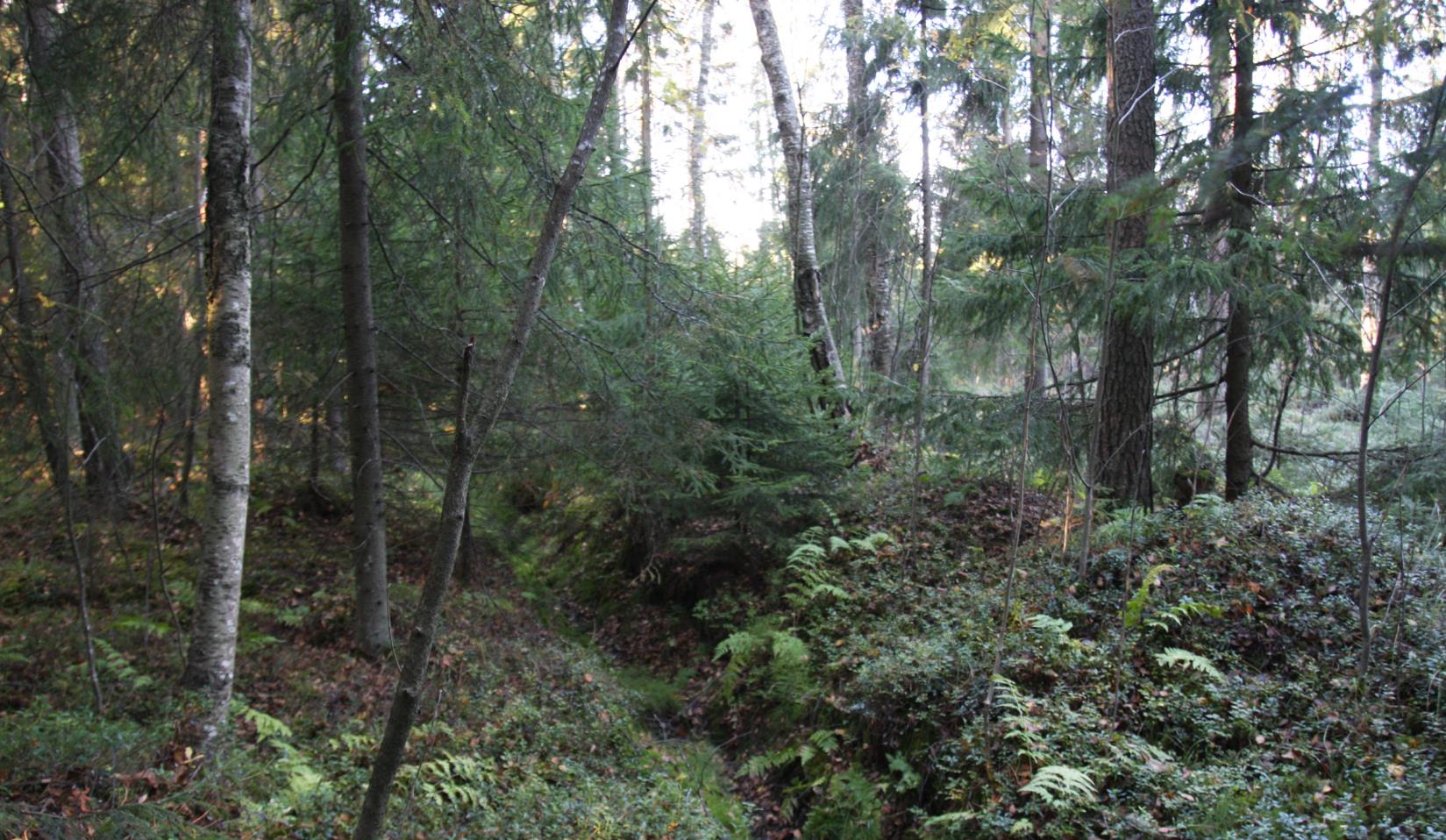 FCG SUUNNITTELU JA TEKNIIKKA OY Ruskon kaupan suuryksikkö 5 (8) 2.2 Aineisto ja menetelmät Selvitysalueen luonto-olosuhteita on tarkasteltu maastokatselmuksella 18.9.2016.