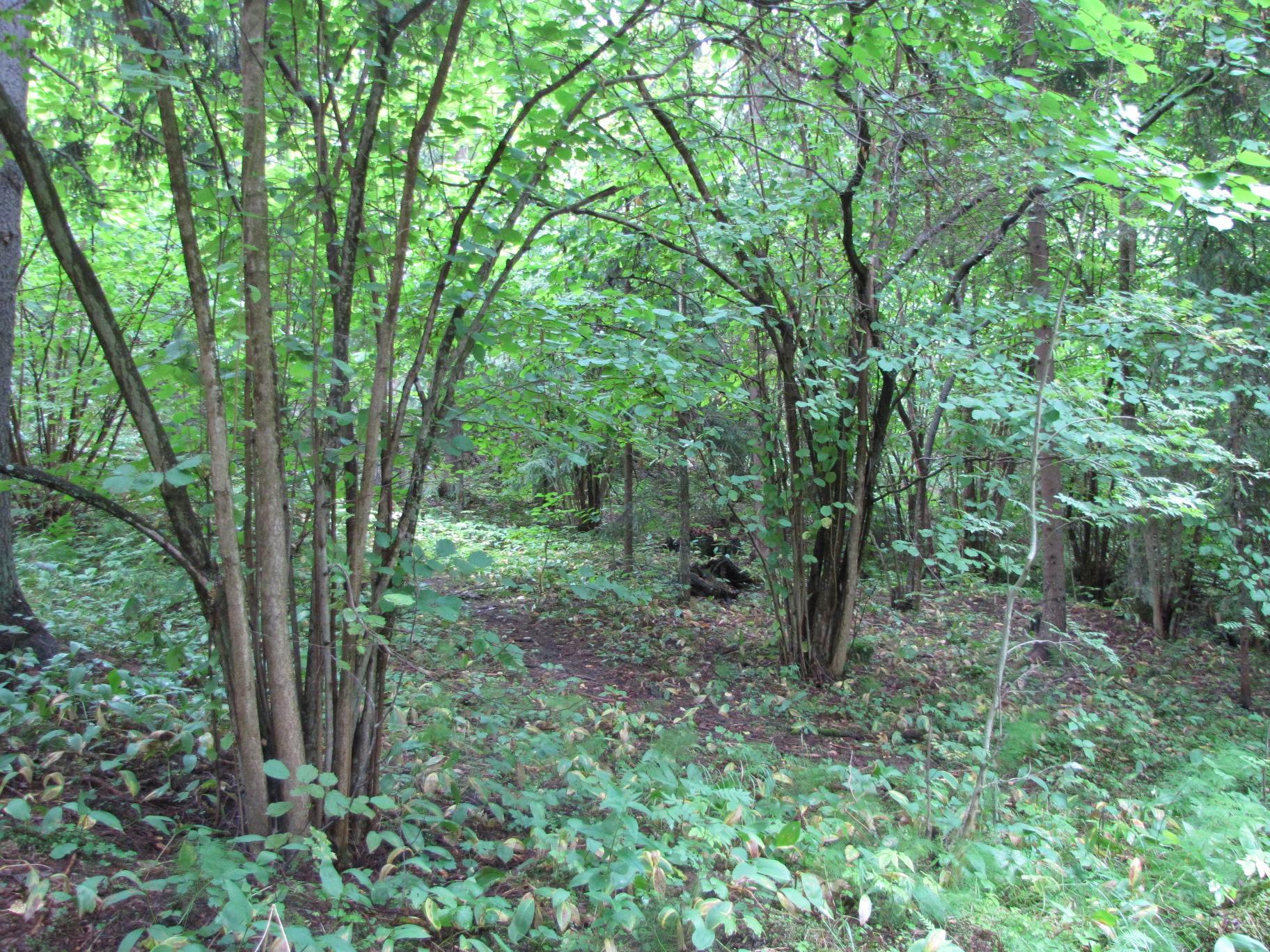luonnonolot voivat vähentää vanhoja metsiä: erityisesti voimakkaat myrskyt kaatavat helposti vanhaa puustoa. Kuva 5. Rehevyyden ansiosta pähkinäpensas on yleinen alueella, kuvio 321 4.