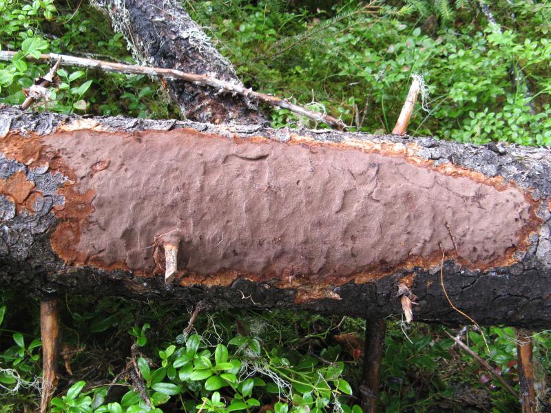 Esimerkkejä poistetuista lajeista ruostekääpä NT LC - aito luokkamuutos -