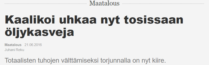 Kaalikoita tuli kaukokulkeumana suuria määriä ennätysaikaisin, jo toukokuun lopussa Monta sukupolvea, toukat aiheuttivat laajoja tuhoja pääversojen nupuille Torjunnan onnistuminen