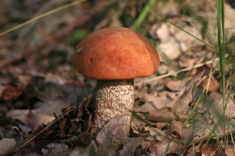 Haavanpunikkitatti (Leccinum Aurantiacum) Punikkitatti on sienilaji, johon kuuluu useita toisiaan muistuttavia sieniä. Siihen kuuluvia lajeja ovat männyn-, haavan- tammen- ja koivunpunikkitatit.