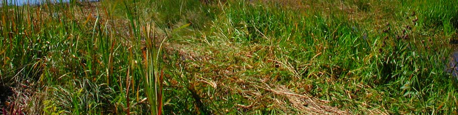 Kuva 13. Jokelanojan ja Ruununmyllyjoen suistoa Tawast Golfin kentältä kuvattuna. Heli Jutila 8.2003. Myllyjoen suussa muodostivat kasvustoja isosorsimo, leveäosmankäämi, haarapalpakko ja järviruoko.