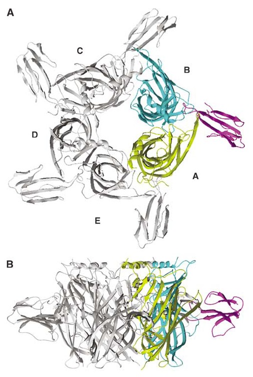 21 Kuva 9. α-kobratoksiinin (α-ctx) vuorovaikutukset homopentameerisen asetyylikoliinia sitovan proteiinin (AChBP) kanssa ylhäältä päin (A) ja tasossa (B) (Bourne ym. 2005).