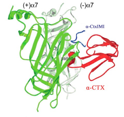 28 Kuva 12. α-kobratoksiinin (α-ctx punainen) ja α-konotoksiini ImI:n (α-ctximi, sininen) ankkuroituminen α7 nach-reseptoriin (Dutertre ym. 2004).