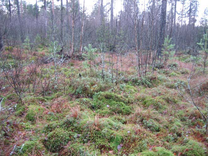 86 Vaikutukset: Kohteen maisema ei tule lopputilanteessa muuttumaan verrattuna siihen, että nyt käsiteltävää 1-vaihtoehtoa ei toteutettaisi, poikkeuksena Viuhkometsän osa-alue.