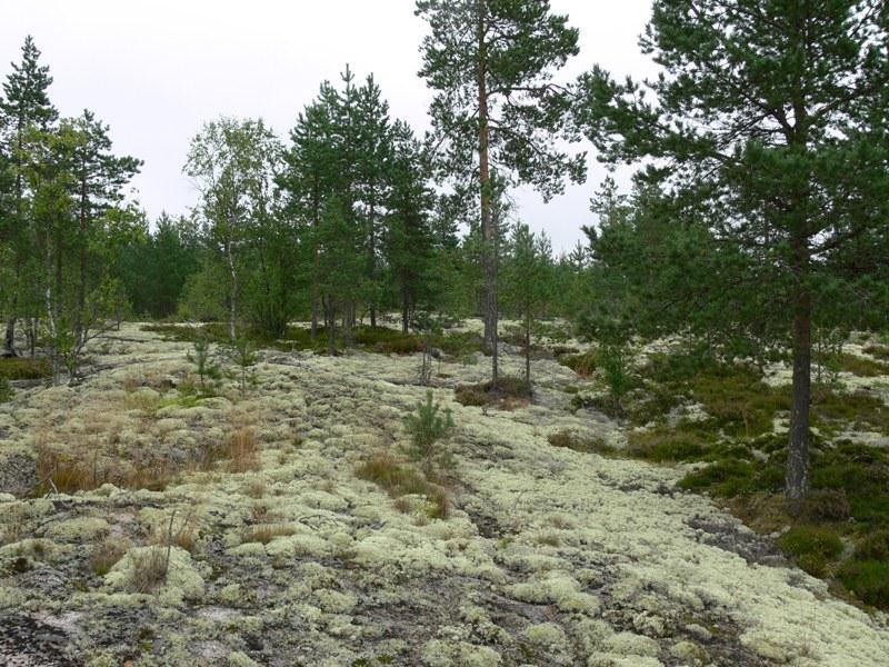 Kuva 13. Harvapuustoinen kallio osa-alueella 22.