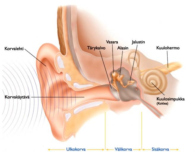 Korvan rakenne 41 Kuvalähde: Cochlear Nordic Ab Ulkokorva Korvanlehti ja korvakäytävä keräävät ääniaaltoja, jotka menevät korvakäytävää pitkin tärykalvoon Välikorva Tärykalvo ja kolme keskikorvan