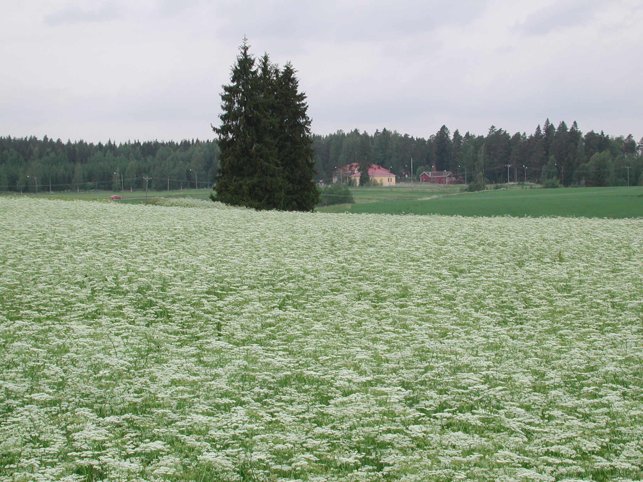 KIITOS! Keskitalo, M. 2010. Ylivoimainen kuminaketju -hankkeen meneillään olevat kokeet.