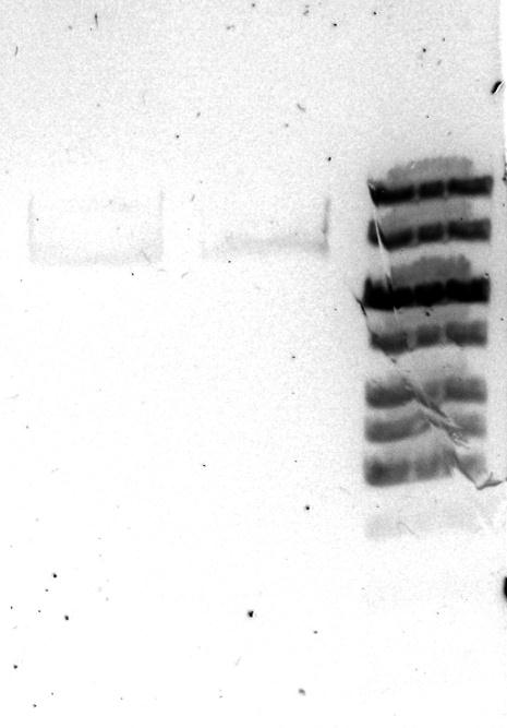 Seuraavaksi geeliltä eristettiin DNA:t ja ajettiin testigeeli, että nähtiin miten puhdistus oli onnistunut. Kuvassa 12 on esitetty testiajon tulokset.