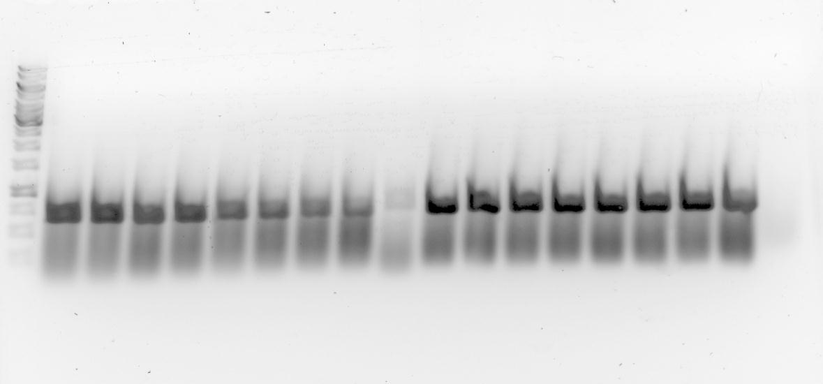 MW H 1 µl H 4 µl L 1 µl L4 µl neg. kontr. 1000 bp 750 bp 500 bp 250 bp KUVA 15. PCR I -monistuskierroksen agaroosigeeli Kuvassa 16 on esitetty PCR II -monistuskierroksen tulokset.