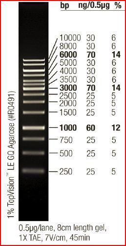 AGAROOSIGEELIN MOLEKYYLIPAINOMARKKERI LIITE 2 GeneRuler 1 kb DNA