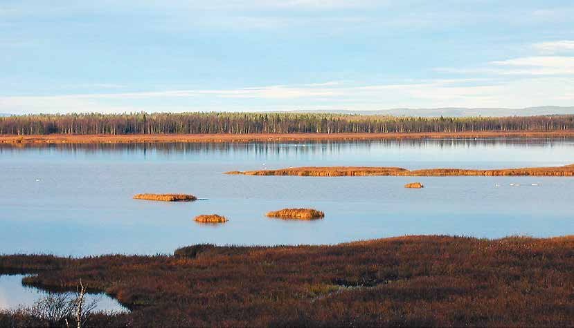 Tunnus, nimi ja luokitus FI1301005 Pellojärvi-Säynäjäjärvi SCI ja SPA Suojelun peruste Luontodirektiivin luontotyypit: Humuspitoiset lammet ja järvet, Pohjoiset, boreaaliset tulvaniityt,