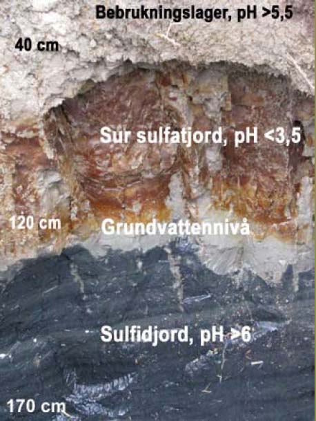 Ehdotus luokittelukriteeriksi Muokkauskerros ph < 5,5, Hapan sulfaattimaa, ph <4,0 Pohjaveden pinta Hyvin vakava: 0-1,0 m syvyydessä sulfideja tai ph <4,0 Vakava: 1,0-1,5 m syvyydessä