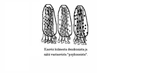 ========================================== Kuvat 2.1 2.3. Neuroni ja synapsi. (Mikrometri µ = 10^-3 mm.