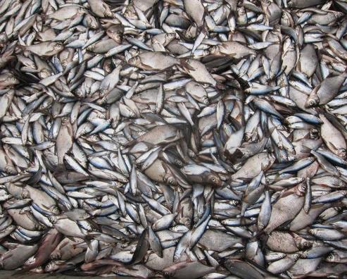 Sisältöä Kalojen käyttäytymisen aakkosia - syö - vältä syödyksi tulemista - lisäänny Kannattava hoitokalastus - taloudellinen kannattavuus