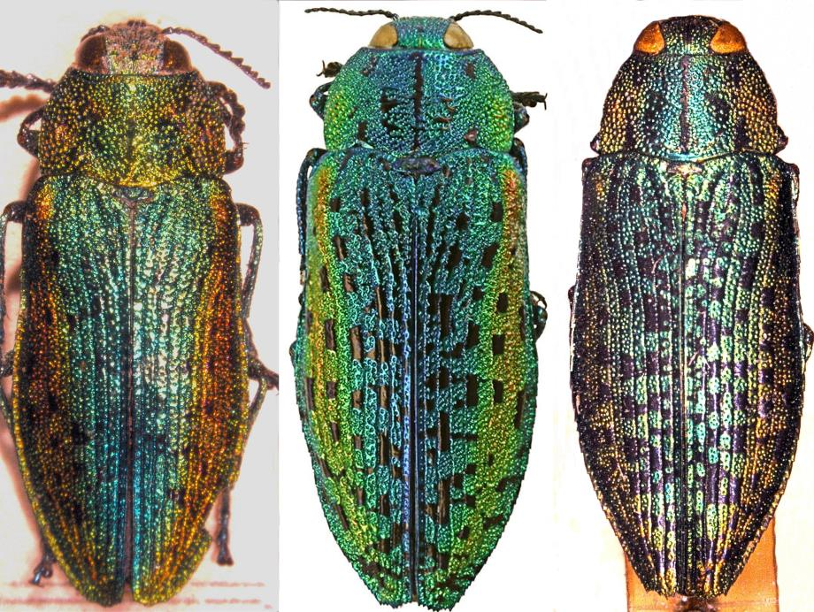 Sahlberg, J. 1900. Catalogus Coleopterorum Faunae Fennicae. Acta Societatis pro Fauna et Flora Fennica, XIX, N:o 4. Helsingforsiae. 132 pp. Seidlitz, 1880.