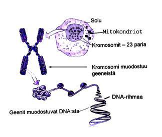 Geneettiset keskeytykset: Fragile X HLHS+MA+AoA T21 x 2 OEIS Cephalocele Kohdun vedettömyys Kromosomisairaudet https://www.google.