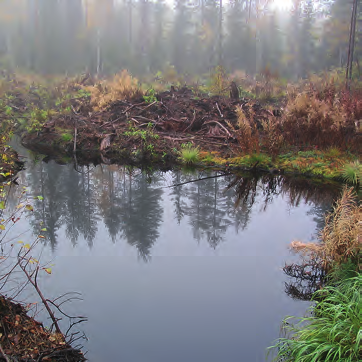 Metsätalouden vesistökuormitus ja vesiensuojelu Metsätalouden kiintoainekuormitus on merkittävämpi haitta vesistöille kuin suhteellisen vähäinen ravinnekuormitus.