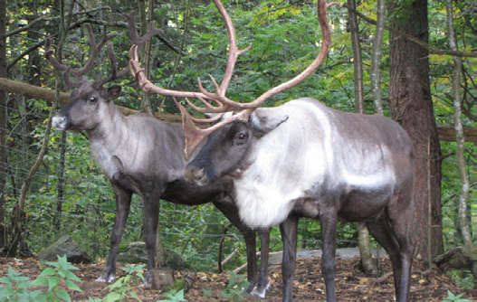Onkikikisat Utran saaressa 14.5.