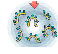 Outer membrane Mitokondriot Intermembrane space (ph 7) Inner membrane Matrix (ph 8) Proton Historiaa Mitokondrion sisäkalvon muodostamat fragmentit ensimmäiset havainnot 1800-luvun lopulla 1913