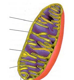 Rakenne 1 Mitokondrio halkaistuna erottuvat juuri ja juuri valomikroskoopissa halkaisijaltaan 0,5-4 µm kaksinkertaisen kalvon ympäröimiä ulkokalvo 6 nm sisäkalvo 6 nm sisäkalvolla runsaasti n.