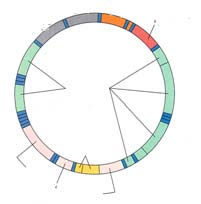 Inner membrane Stroma Thylakoid Outer membrane Mitokondrioiden synty ja geneettinen järjestelmä 2 ihmisellä mitokondrioitten genomi 1/100 000 tuman genomista sekvenssi tunnetaan: 22 trna-geeniä, 2