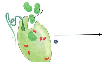 Mitokondrioiden alkuperä Phagosytosis of bacteria 1.