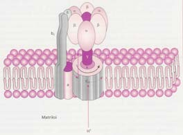 ATP-syntaasin katalyyttinen mekanismi Lower ph (ph 7), higher [H + ] in intermembrane space Higher ph (ph 8), lower [H + ] in matrix Entsyymin F1-osa sis.