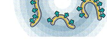 Mitokondrion sisäkalvon muodostamat fragmentit Mitokondrioiden hajottaminen ultraäänellä Inside out vesicles formed from inner membrane fragments Mitochondrion disrupted by ultrasound Rakenne 1