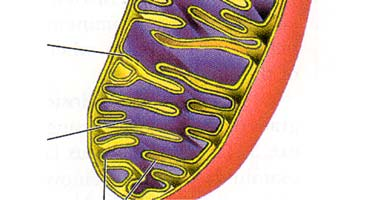 Rakenne 3 Mitokondrio halkaistuna Kristat sisäkalvosta työntyy poikittaisia poimuja eli kristoja (christae mitochondriales); 1/3 solun kalvoista kristojen määrä ja muoto riippuu oksidatiivisen
